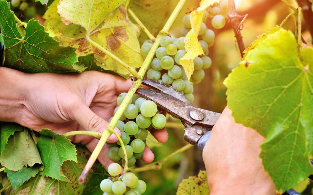 cutting grapes off vine