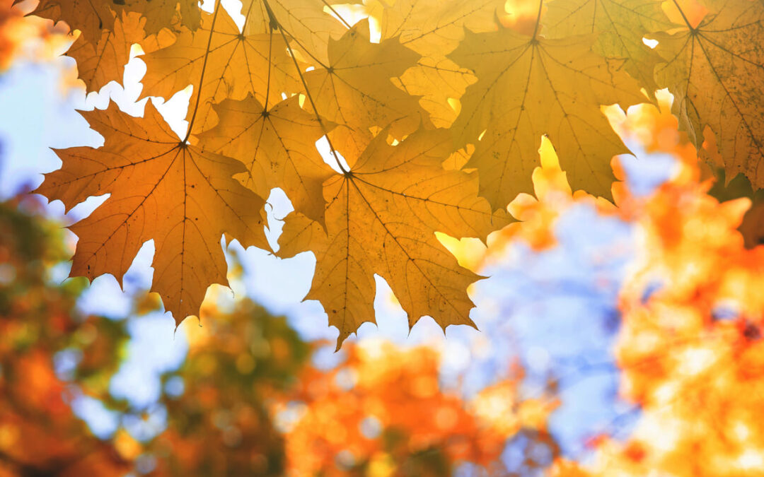 yellow and red tree leafs